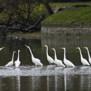A group of great egrets (Ardea alba) stands in the water of a lake