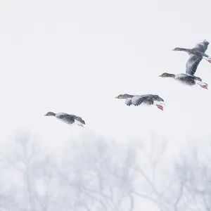 A group of greylag geese (Anser anser) flying through a snowy sky A group of greylag geese (Anser anser) flying through a snowy sky
