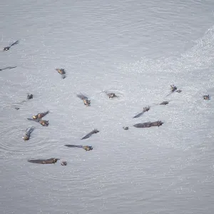 Group of hippos (Hippopatamus amphibius) in water