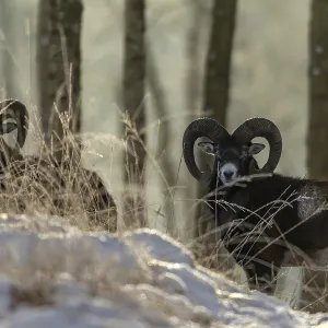 A group of mouflon rams (Ovis gmelini) in the winter forest A group of mouflon rams (Ovis gmelini) in the winter forest