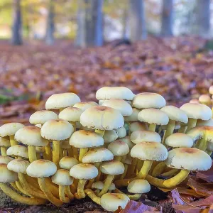 Group of mushrooms in autumn landscape beech forest Group of mushrooms in autumn landscape beech forest