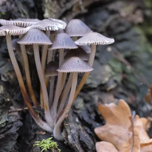 Mycena leptocephala Print - Autumn Forest Mushrooms Mycena leptocephala Print - Autumn Forest Mushrooms