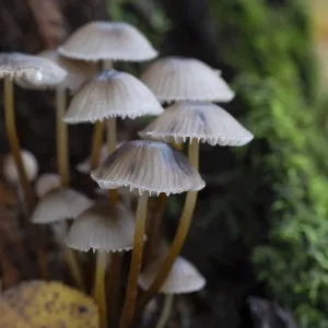 Mycena leptocephala Print: Autumn Forest Mushrooms Mycena leptocephala Print: Autumn Forest Mushrooms