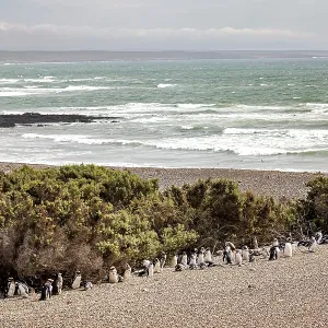 A group of penguins stand on the edge of a beach overlooking the sea
