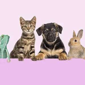 Group of pets leaning together on top of ana empty web banner to place text