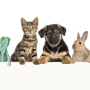 Group of pets leaning together on a empty web banner to place text