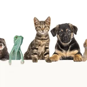 Group of pets leaning together on a empty web banner to place text