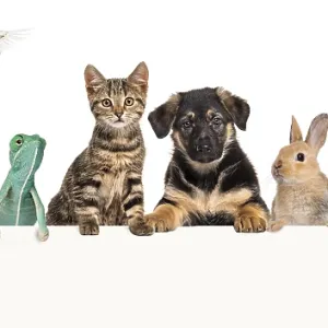 Group of pets leaning together on a empty web banner to place text