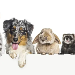 Group of pets leaning together on a empty web banner to place text