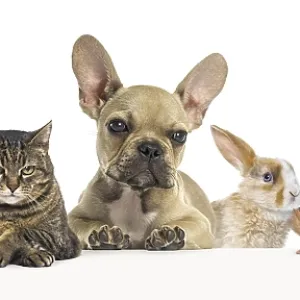 Group of pets leaning together on a empty web banner to place text