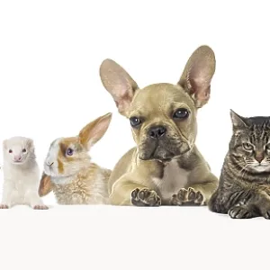 Group of pets leaning together on a empty web banner to place text