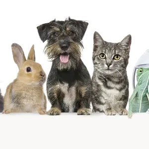 Group of pets leaning together on a empty web banner to place text