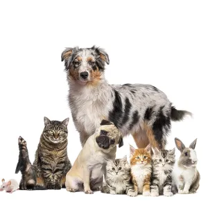 Group of pets posing around an australian shepherd