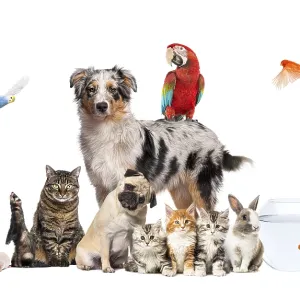 Group of pets posing around an australian shepherd