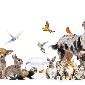 Group of pets posing Cats and dogs