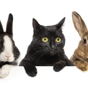 Group of pets, two rabbits and a black cat peeking over a white banner Group of pets, two rabbits and a black cat peeking over a white banner