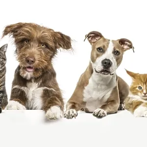 Group of pets together, cats and dogs