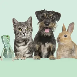 Group of pets together on top of an empty web banner to place text