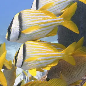 Group of porkfish (Anisotremus virginicus)