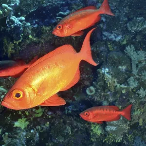 A group of red fish swim together underwater near corals