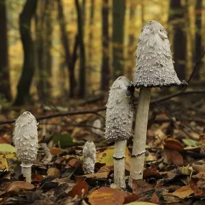 A group of shaggy ink caps (Coprinus comatus) in an autumnal forest A group of shaggy ink caps (Coprinus comatus) in an autumnal forest
