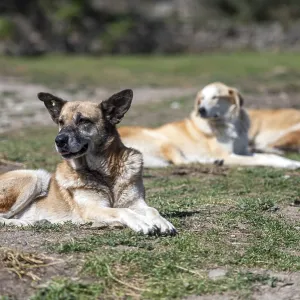 A group of stray dogs lying on the ground A group of stray dogs lying on the ground