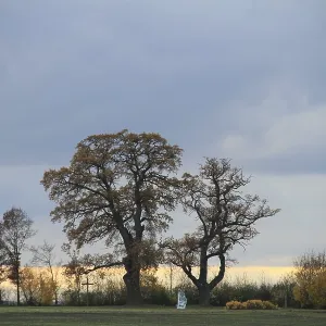 Group of trees in autumn, memorial plaque and cross