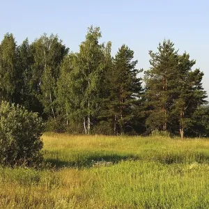 Group of trees at the forest edge