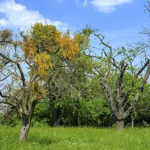 Group of trees with mistletoe near Malschendorf on the Schoenfelder Hochland near Dresden