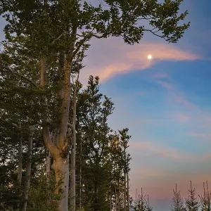 Group of trees in the morning with full moon