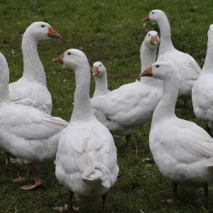 A group of white geese stands together in a meadow A group of white geese stands together in a meadow