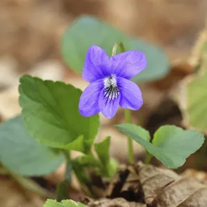 Grove violet (Viola riviniana)