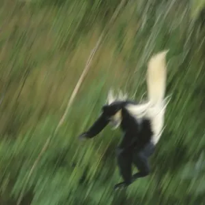 Guereza (Colobus abyssinicus)