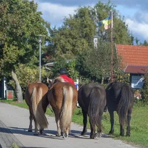 Guided Horses on Sidewalk Print, Germany Guided Horses on Sidewalk Print, Germany