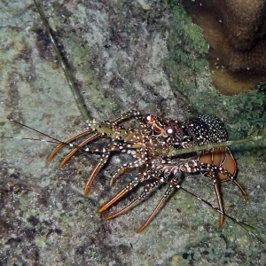 Guinea chick crayfish (Panulirus guttatus) crawls over a rock in the sea