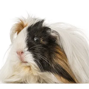 Guinea Pig