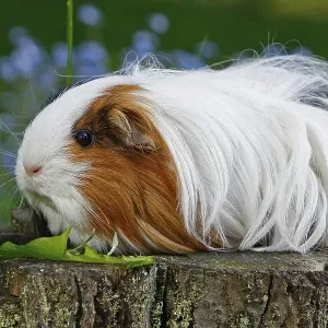 Guinea Pig pigs (Caviidae), sitting on tree trunk