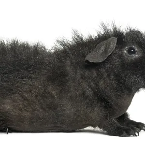 Guinea pig in front of white background