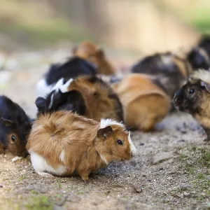 Guinea pigs.Cavia porcellus Guinea pigs.Cavia porcellus
