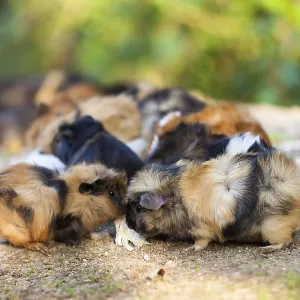 Guinea pigs.Cavia porcellus Guinea pigs.Cavia porcellus