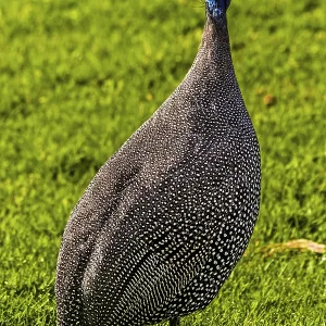 Guineafowl Print, Kirstenbosch Botanical Gardens, Cape Town Guineafowl Print, Kirstenbosch Botanical Gardens, Cape Town
