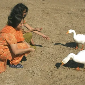 Gujarati ladies trying to feed white swans called ducks at bank of lake at Dhom Dam
