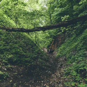 Gully with fallen trees and cave entrance in forest