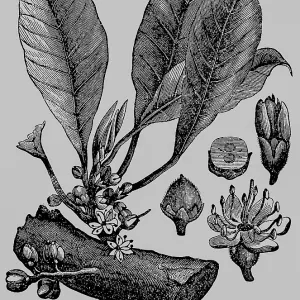 Gutta-percha or gutta, a rubbery substance