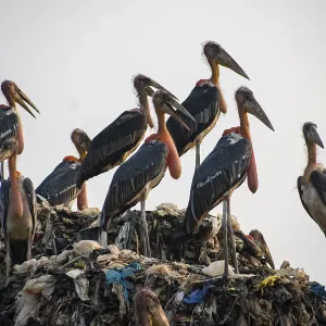 GUWAHATI, INDIA, JUNE 4: Greater adjutant storks perch at the Boragaon garbage dumping site GUWAHATI, INDIA, JUNE 4: Greater adjutant storks perch at the Boragaon garbage dumping site