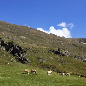 Haflinger on the alpine pasture in the Rofental