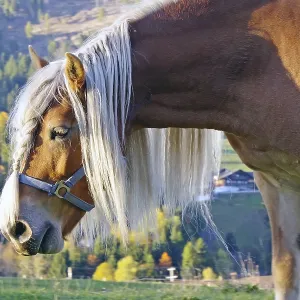 Haflinger with long maned hair on an alpine pasture in front of autumnal alpine slopes Haflinger with long maned hair on an alpine pasture in front of autumnal alpine slopes