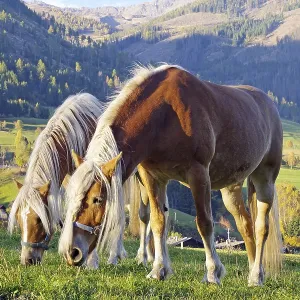Two Haflingers graze on an alpine pasture in front of autumnal mountain meadows in the warm evening light Two Haflingers graze on an alpine pasture in front of autumnal mountain meadows in the warm evening light