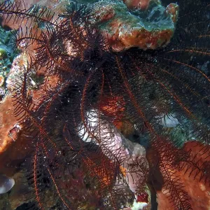 Hair Star (Comaster sp.) Print, Tulamben Reef, Bali Hair Star (Comaster sp.) Print, Tulamben Reef, Bali