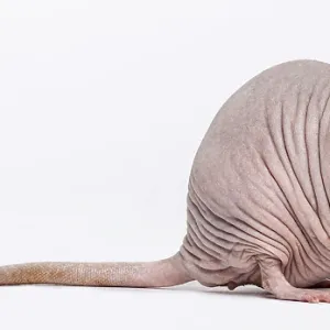 Hairless Rat (2 years old)